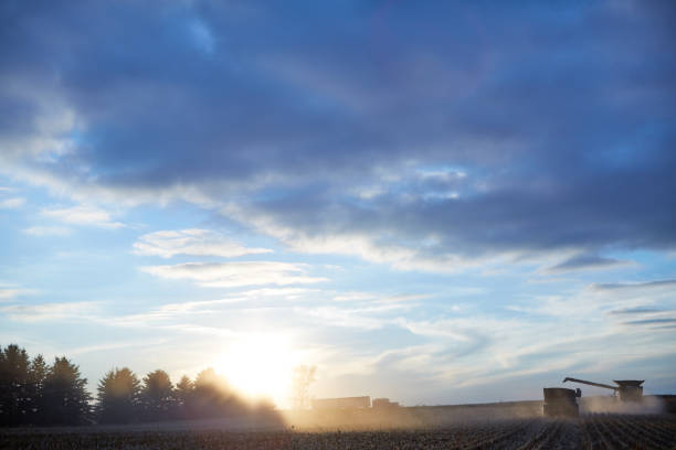 istock Farmers harvesting maize at sunset 871259582