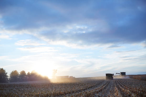 istock Farmers harvesting a large maize field at sunset 871262244