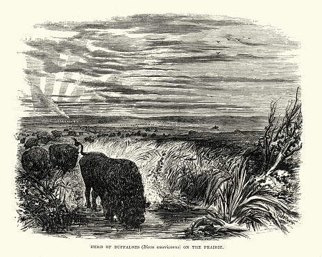 Vintage engraving of Herd of Buffaloes on the Prairie, 19th Century