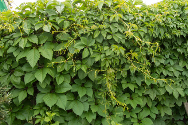 istock Hedge, on the fence is growing hops. Beautiful background 871262538