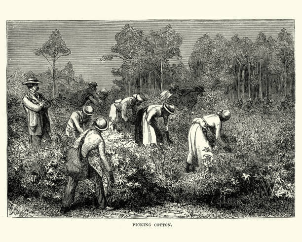 ilustrações de stock, clip art, desenhos animados e ícones de workers picking cotton, louisiana, 19th century - slave labor
