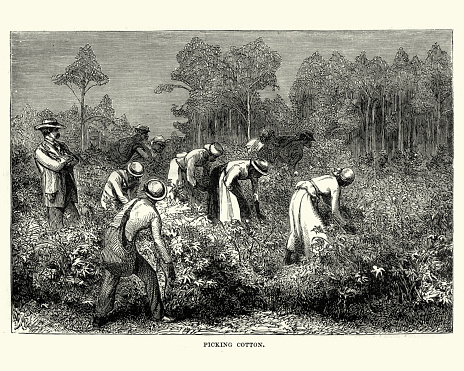 Vintage engraving of Workers picking cotton, Louisiana, 19th Century