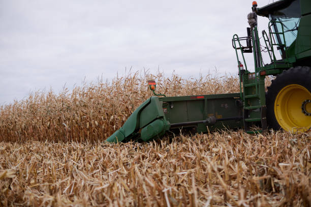 istock Farmer harvesting a crop of corn or maize 871265644