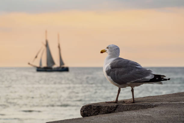 Sailing ship and seagull on the Baltic Sea in Rostock Sailing ship and seagull on the Baltic Sea in Rostock, Germany. rostock photos stock pictures, royalty-free photos & images