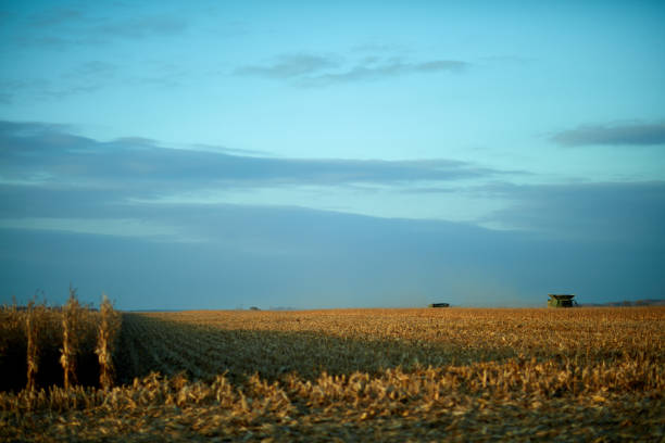 Crop rows and stubble on a golden, dry farm with distant harvest machinery.