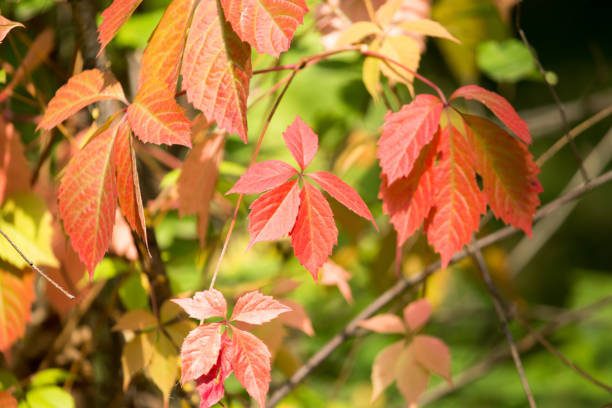 istock red leaves on a tree in autumn park 871273104