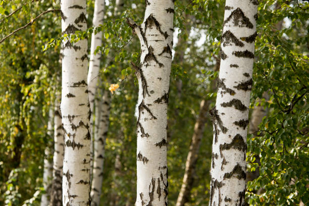 istock white trunks of a birch on the nature 871273262