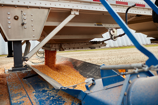 Semi trailer being offloaded of its freshly harvested maize at a storage depot or farmyard with a close up view of the flowing kernels