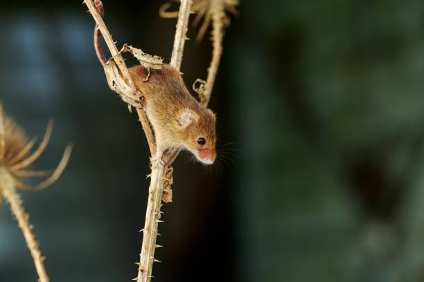 istock An Eurasian harvest mouse on a dry thistle 871273546