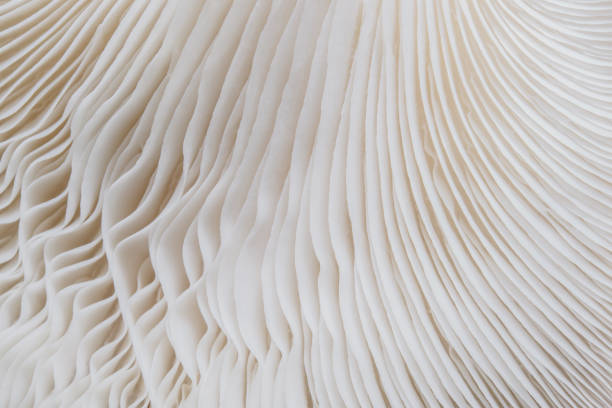 istock background macro of Sajor-caju Mushroom plants 871274488