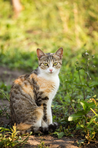 istock cat walking in the grass outdoors 871275658