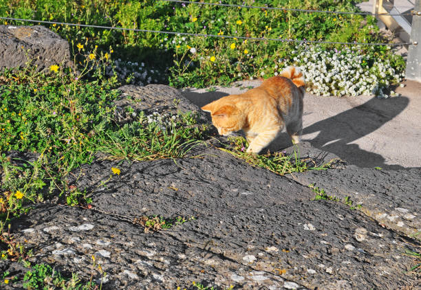 orange cat playing in the garden
