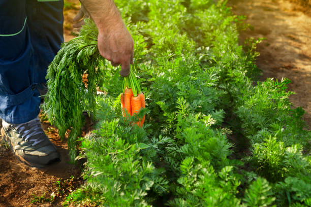 landwirt kommissionierung karotten - root vegetable picking monoculture nutrient stock-fotos und bilder