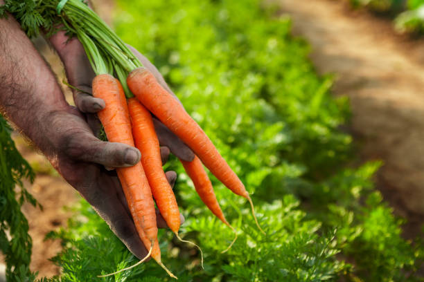 rohe karotten in händen - root vegetable picking monoculture nutrient stock-fotos und bilder