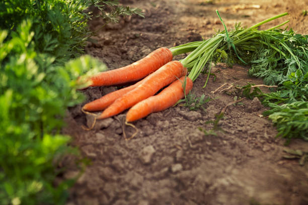 karotten im garten - root vegetable picking monoculture nutrient stock-fotos und bilder