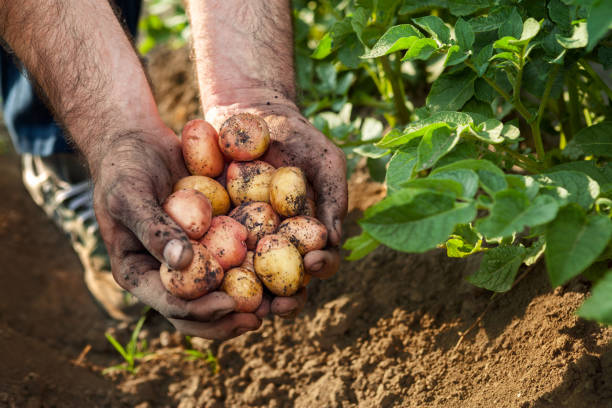 rohe kartoffel in händen der gärtner - root vegetable picking monoculture nutrient stock-fotos und bilder