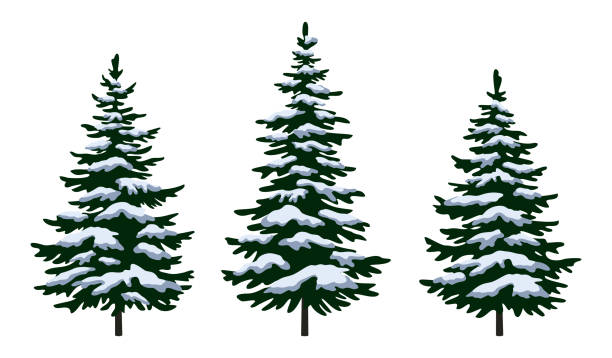ilustraciones, imágenes clip art, dibujos animados e iconos de stock de abeto de navidad árboles - árbol de hoja perenne