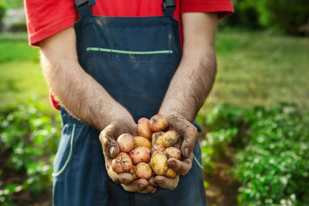 frische kartoffel in händen der gärtner - root vegetable picking monoculture nutrient stock-fotos und bilder