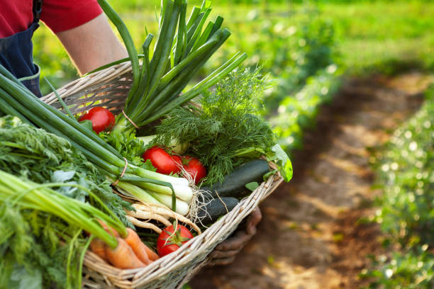istock Farmer holding basket with mixed vegetables 871284670