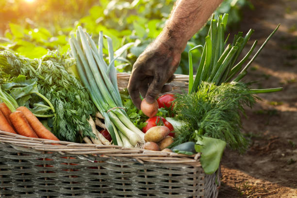 istock Basket with vegetables and hand of farmer 871284866