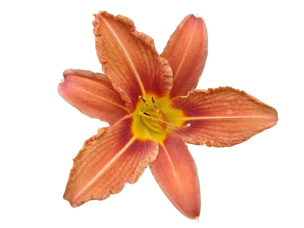 istock Orange lilium flower (day lily) isolated on white. 871285336
