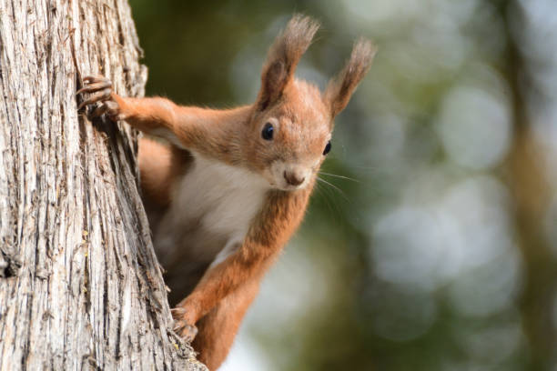 istock the squirrel climbs the tree and the grass 871288944