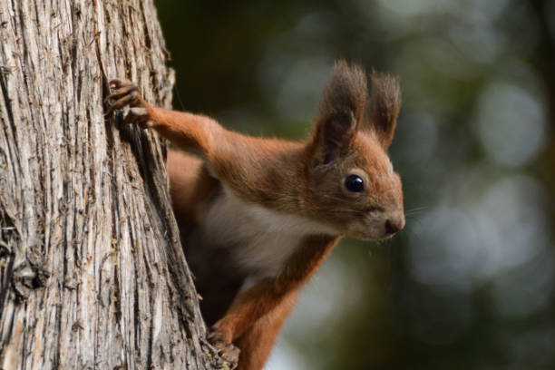 istock the squirrel climbs the tree and the grass 871288980