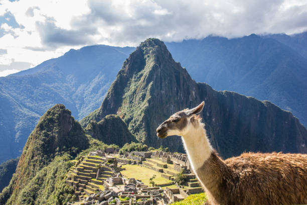 istock Llama in front of Macchu Picchu 871291612