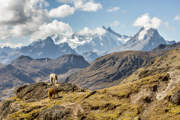 ein blick auf den peruanischen anden - andes stock-fotos und bilder