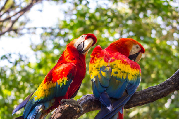 istock A couple of scarlet macaws 871291674