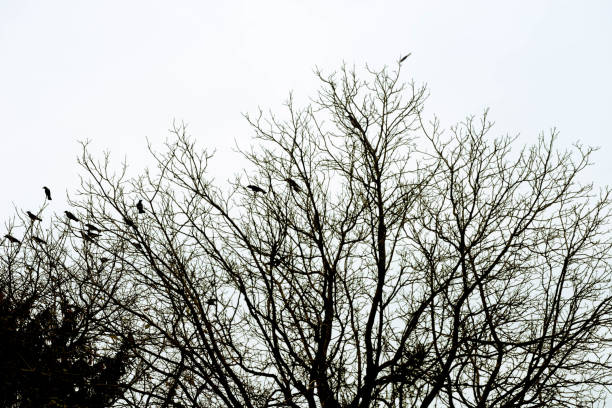 istock silhouettes of crows birds on tree 871294058