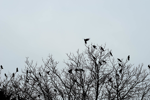 silhouettes of crows birds on bare tree