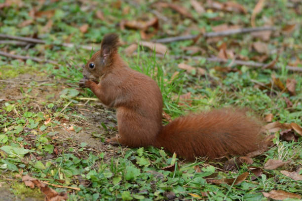 istock the squirrel hides the walnuts in the ground for the winter 871296486