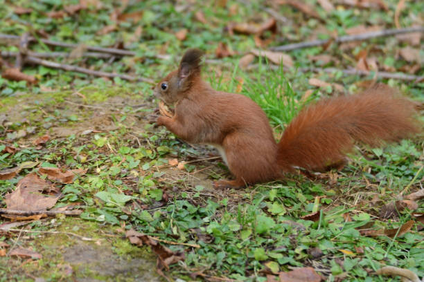 istock the squirrel hides the walnuts in the ground for the winter 871296684