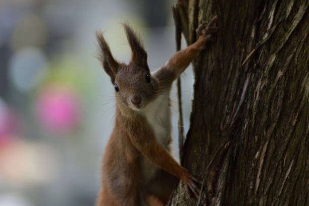 istock the squirrel climbs the tree and the grass 871297298