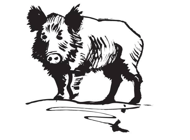 Boar Wild pig boar stock illustrations
