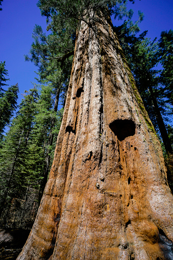 A Giant Sequoia Tree in Yosemite National Park in California.