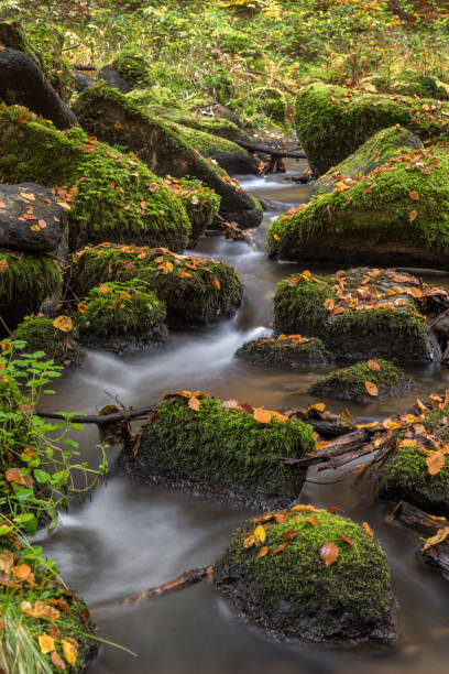 istock Creek in the woods 871299938