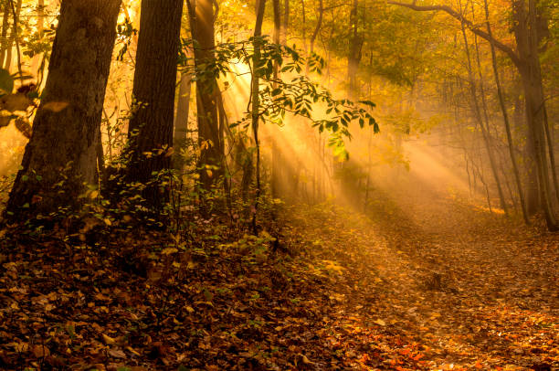 Mystical autumn forest scenery with visible sun rays passing through the trees