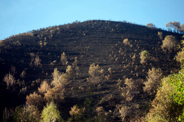 Flames rise as a wildfire burns in Varybobi area, near Athens, Greece