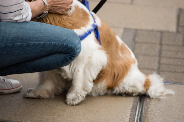 istock Spaniel dog sitting beneath its owners legs. 871300754
