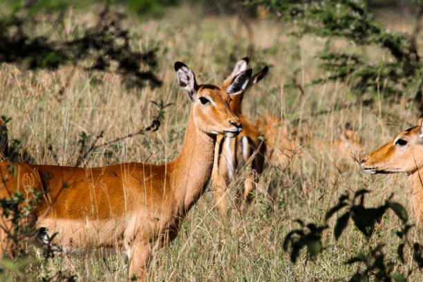 istock Gazelle in Afrika 871303264