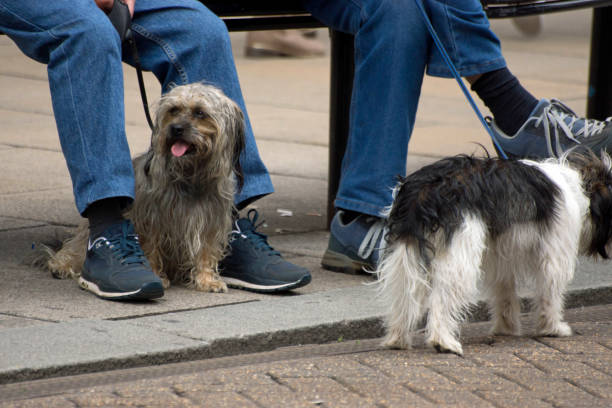 istock Cross breed Norfolk terrier dog sitting beneath its owners legs. 871303304