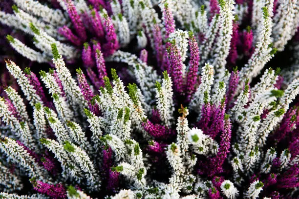Calluna Vulgaris plants violete flowers