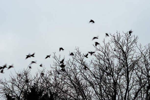 istock silhouettes of crows birds on tree 871304468