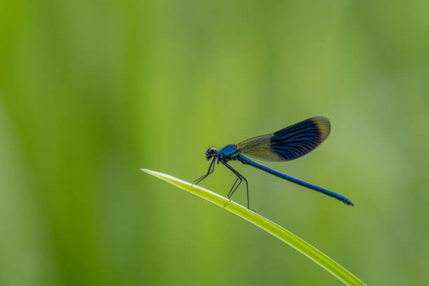 istock Male banded demoiselle 871304714