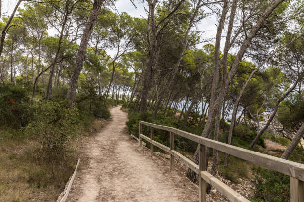 istock Path in the Mondrago natural park 871307892