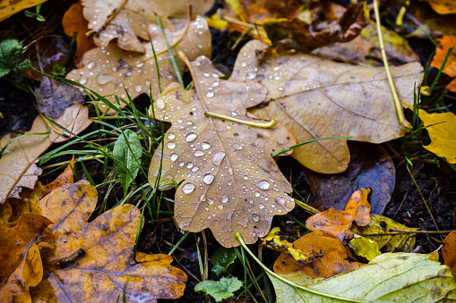 Autumn background. Fallen colored oak and maple leaves with raindrops. Leaves on wet ground.