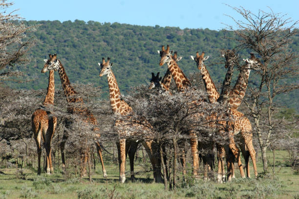 istock Tower of Giraffes 871312844