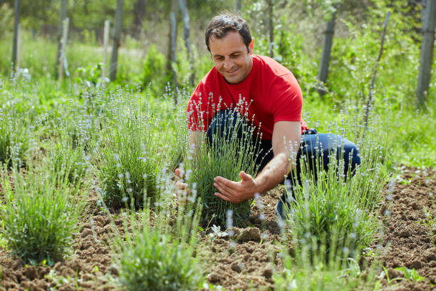 istock Farmer checking his lavender plantation 871315388